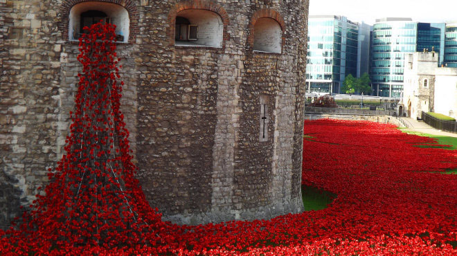 Poppy Blog