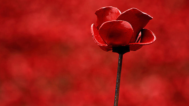 Poppy Blog