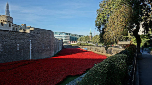 Poppy Blog