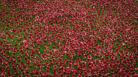Poppy Blog