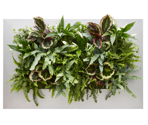 Urban Roof Gardens